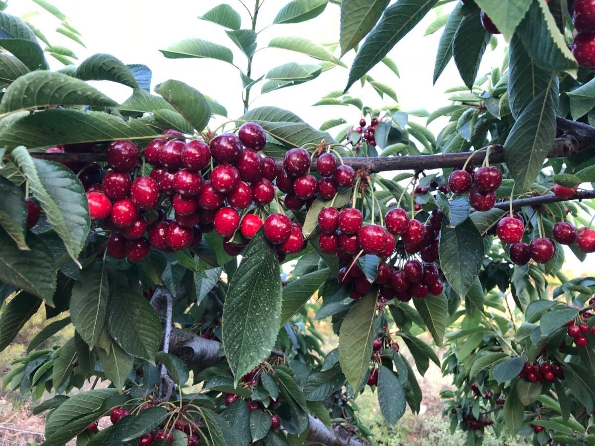 Finca La Foia El Pou Confrides Ngoại thất bức ảnh