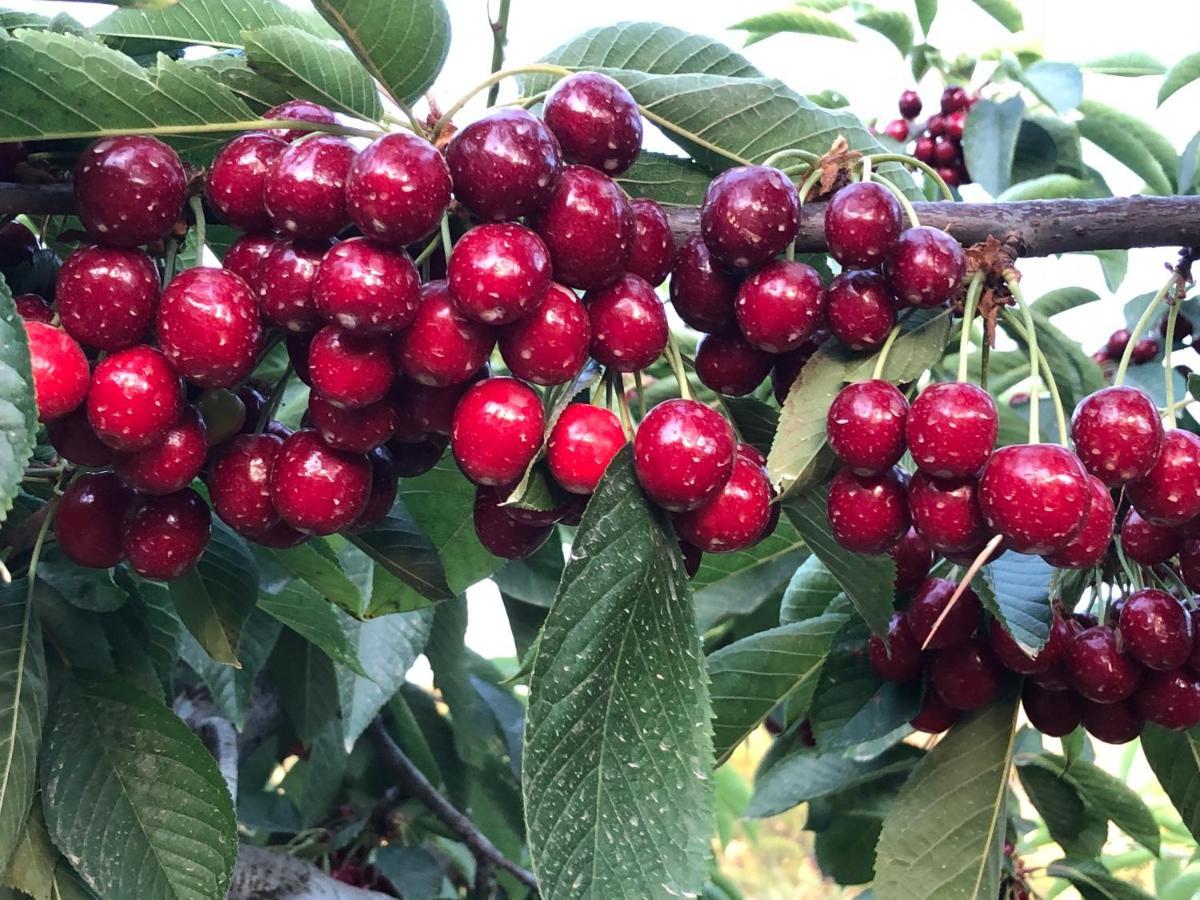 Finca La Foia El Pou Confrides Ngoại thất bức ảnh